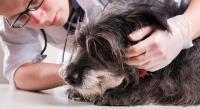 Sikeres a szolnoki állatorvosi ügyelet